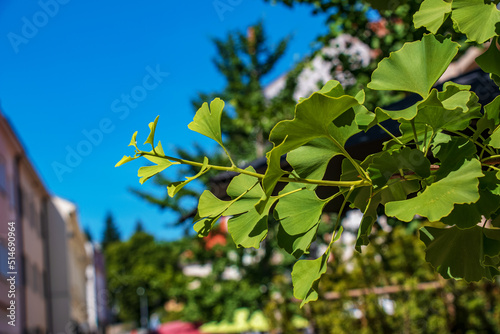 Fresh bright green leaves of ginkgo biloba. Natural foliage texture background. Branches of a ginkgo tree in Nitra in Slovakia.