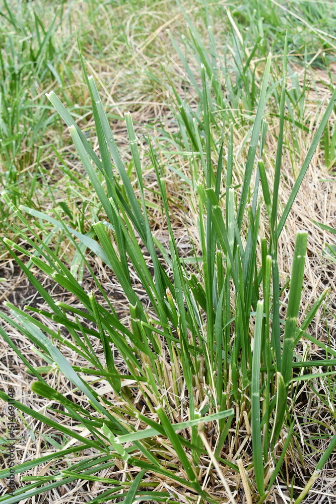 Obraz premium Wild Grass