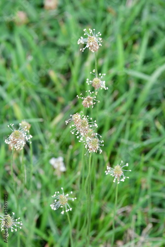 Buckhorn Seeds and Grass
