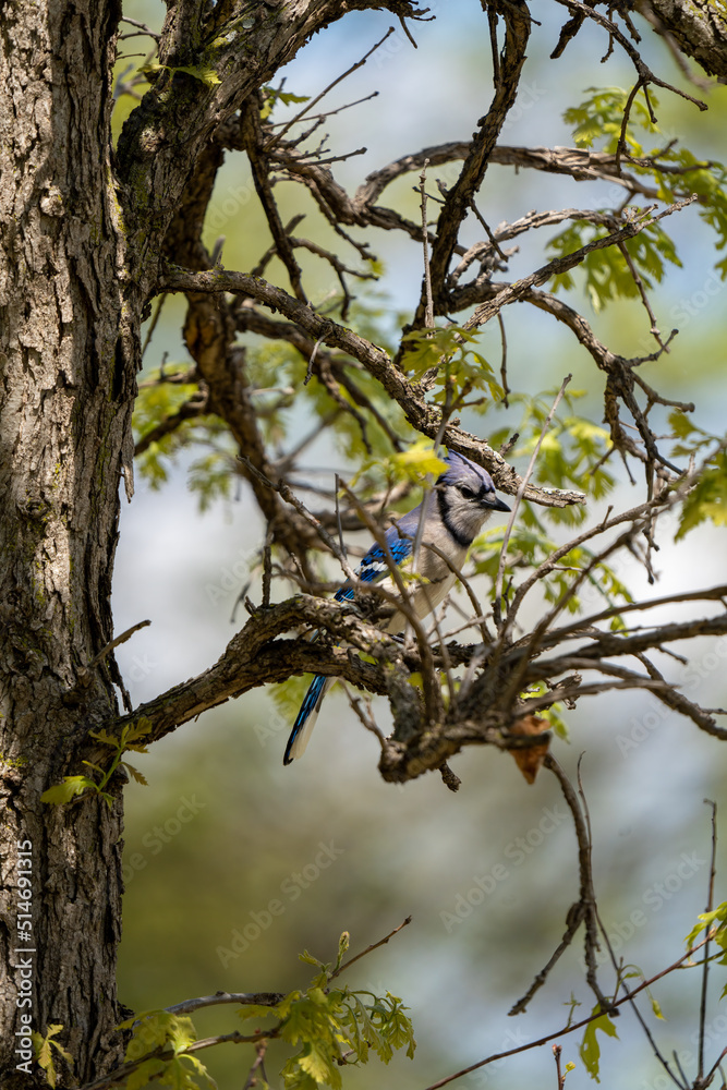 Fototapeta premium bluejay actively watching from a tree branch