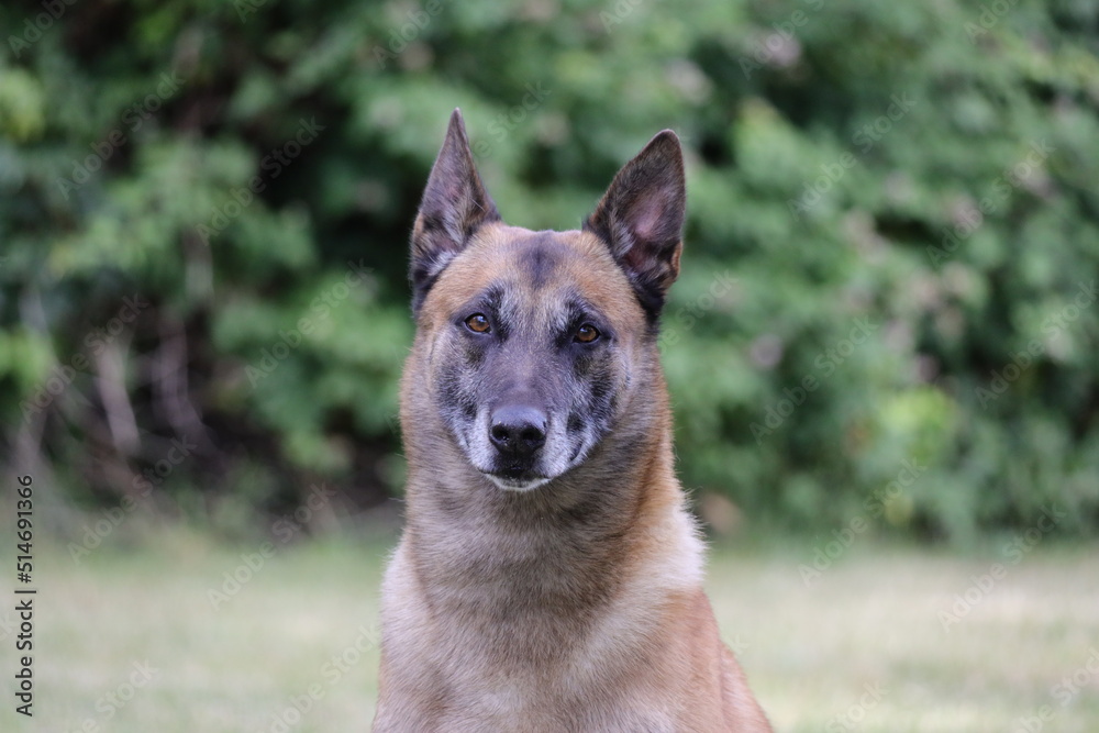 Naklejka premium Chien de Berger Belge Malinois qui attend de jouer avec sa balle, entrainement de sport canin dans le jeu