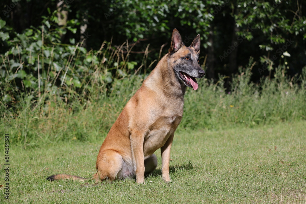 Chien de Berger Belge Malinois qui attend de jouer avec sa balle, entrainement de sport canin
dans le jeu