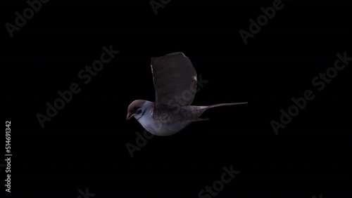 Sparrow Wingbeat Side View, Animation.Full HD 1920×1080. 05 Second Long.Transparent Alpha Video. LOOP. photo