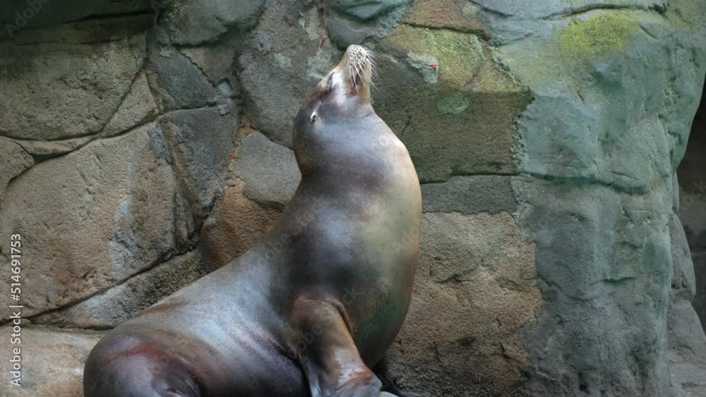 A cute young fur seal sits in the sun and basks, against the background of rocks