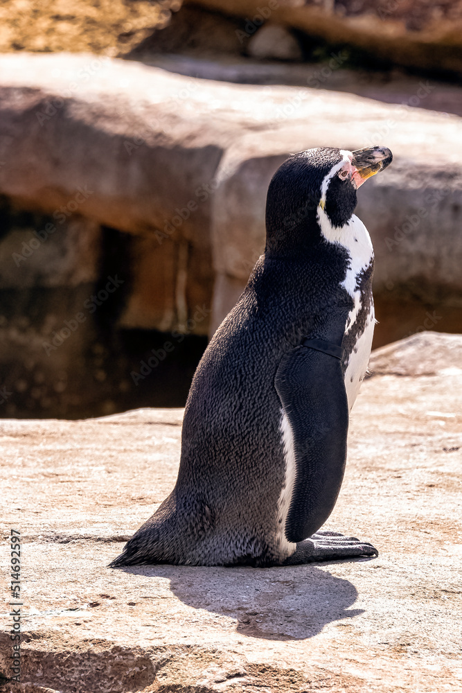 Fototapeta premium Humboldt penguin (Spheniscus humboldti) is a medium-sized penguin from South America