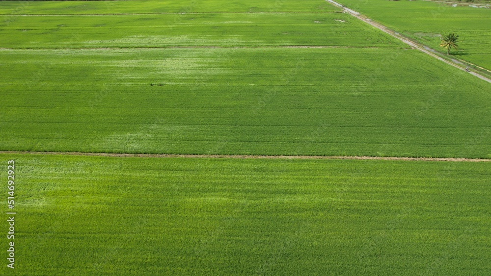 The Paddy Rice Fields of Kedah and Perlis, Malaysia