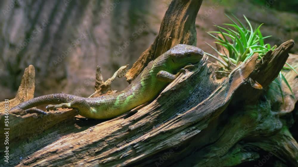 A small yellow-brown lizard lies and basks on a dry tree trunk or driftwood, the concept of reptile life, beautiful color A small yellow-brown lizard lies and basks on a dry tree trunk or driftwood, the concept of reptile life, beautiful color