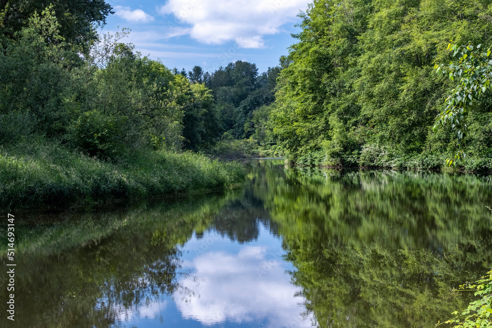 Obraz premium Woodland and summer sky reflected in water