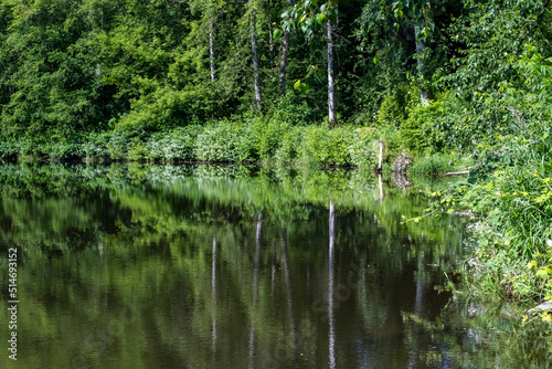 Fototapeta Naklejka Na Ścianę i Meble -  Woodland reflected in calm body of water