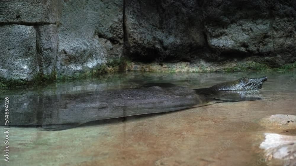 African softshell turtle It is in the water and only the head sticks out from under the water, the turtle is resting, the concept of reptile life African softshell turtle It is in the water and only the head sticks out from under the water, the turtle is resting, the concept of reptile life