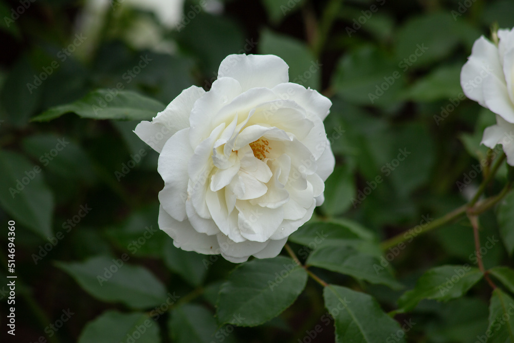Beautiful white garden rose on green background. High quality photo Beautiful white garden rose on green background. High quality photo