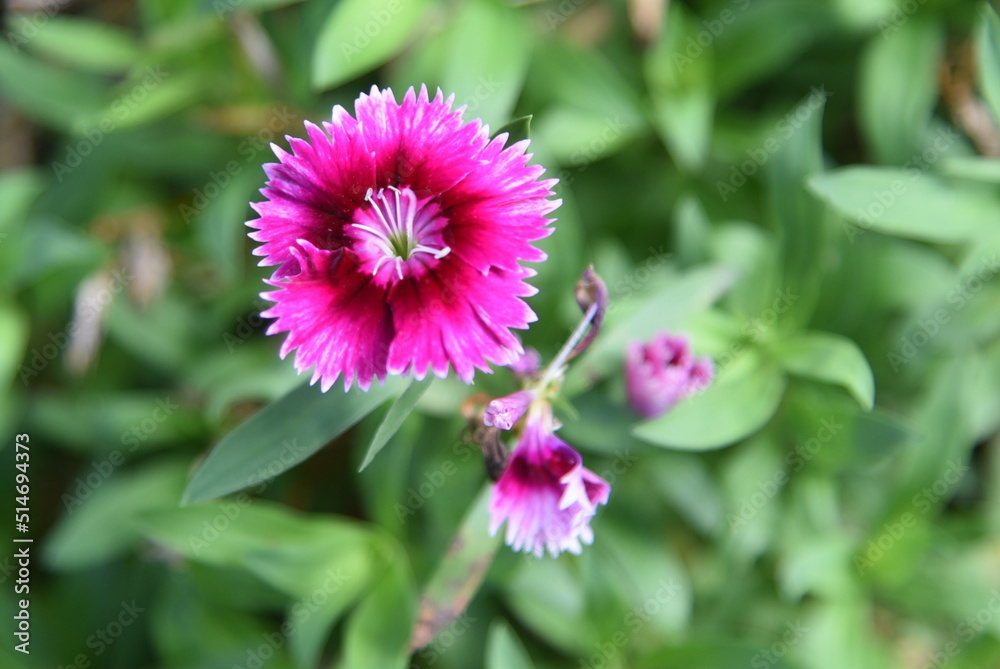 Obraz premium Sweet William #2