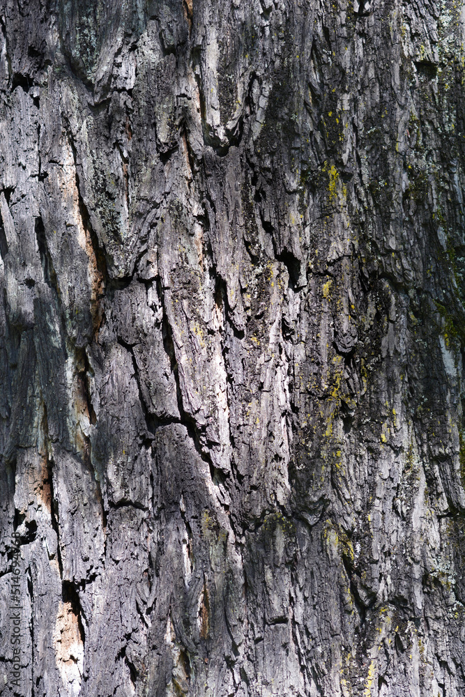 Fototapeta premium Eastern black walnut