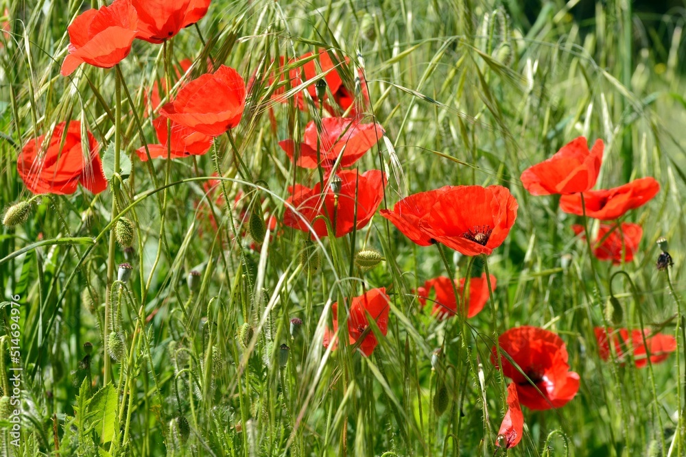 Naklejka premium Amapolas silvestres entre la hierba en el campo en primavera
