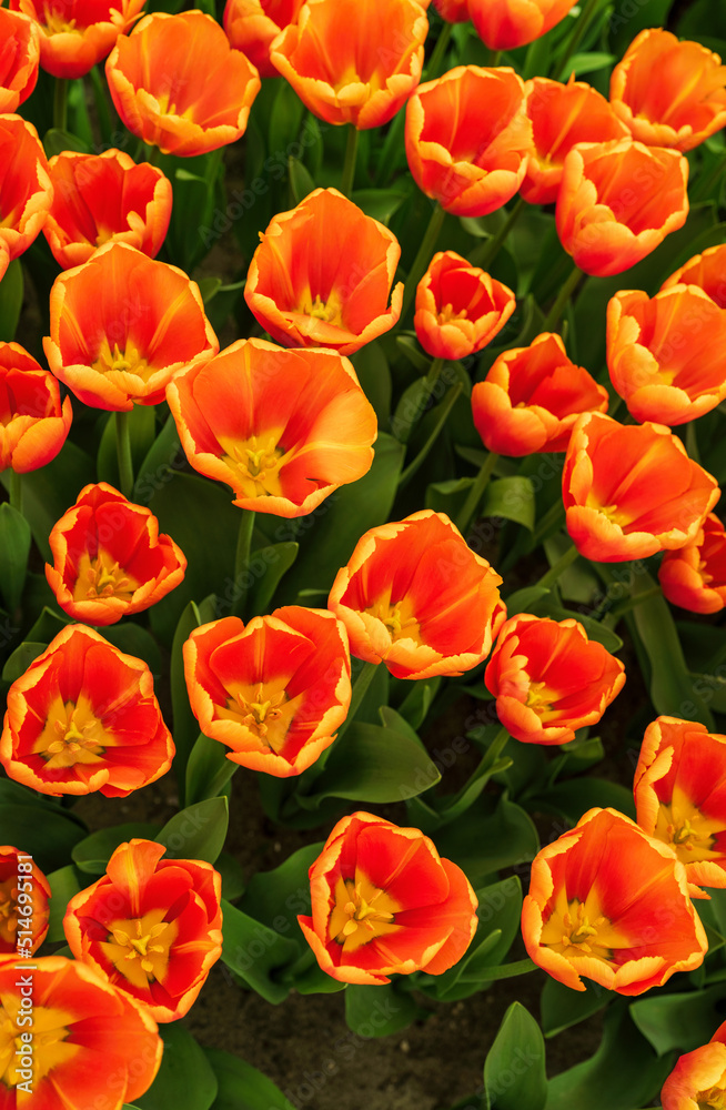 Orange and yellow tulips in Keukenhof garden in Lisse, Netherlands Orange and yellow tulips in Keukenhof garden in Lisse, Netherlands