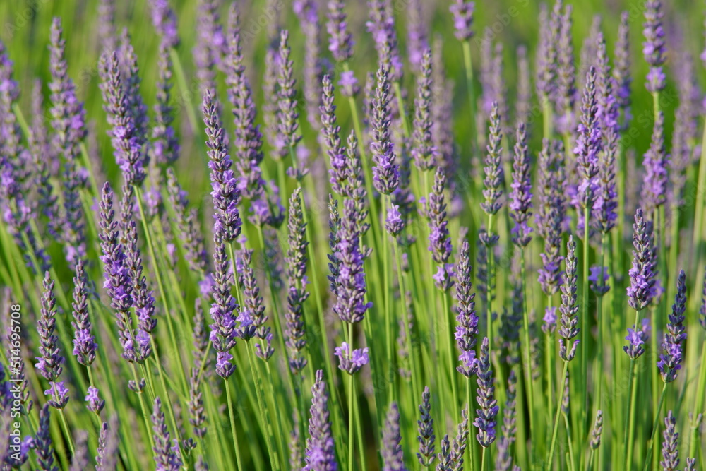 The lavender fields in this town are just lovely The lavender fields in this town are just lovely