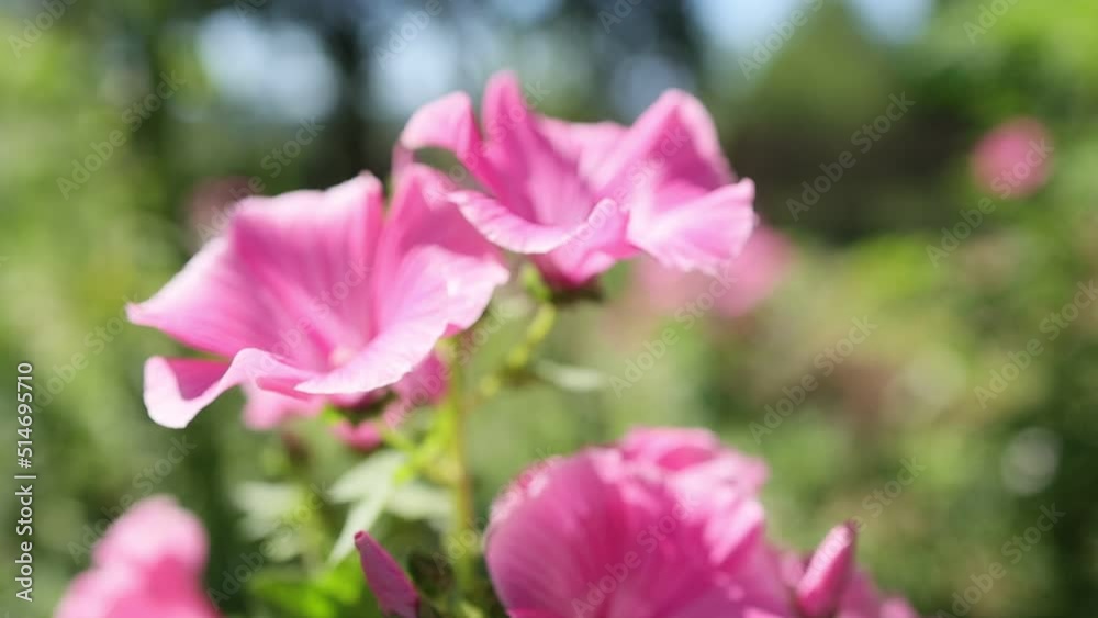 Pink cosmos flowers in garden. Flower closeup Pink cosmos flowers in garden. Flower closeup