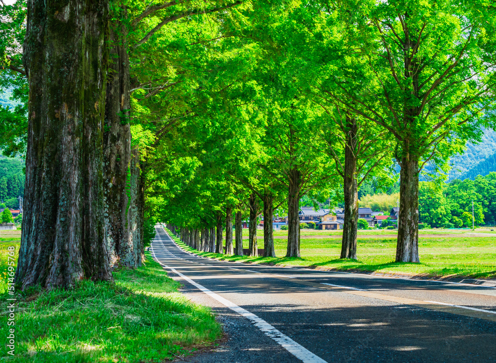 Fototapeta premium メタセコイア並木 新緑のマキノ高原