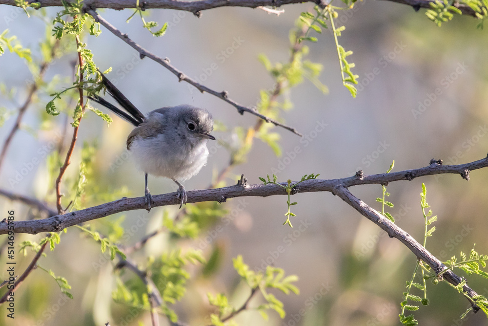 Black-Tailed Gnatcatcher Bird in a Mesquite Tree Black-Tailed Gnatcatcher Bird in a Mesquite Tree