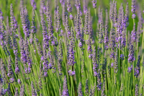 The lavender fields in this town are just lovely