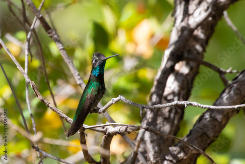 Beautiful Iridescent Male Rivoli's Hummingbird