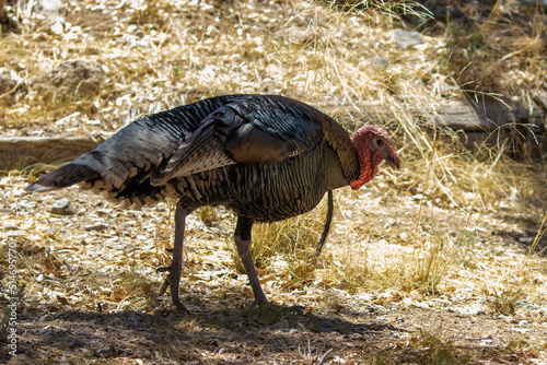 Gould's Wild Turkey in Southern Arizona