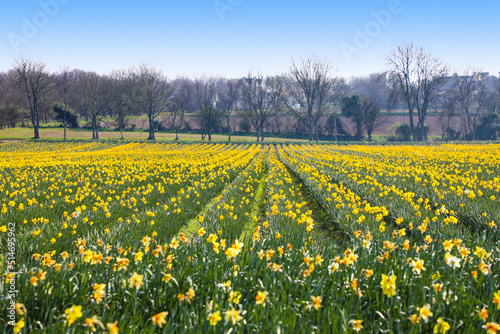 Rows of yellow daffodils in the springtime