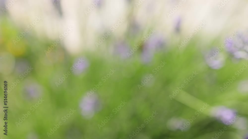 closeup of bees pollinator insects in lavender flowers