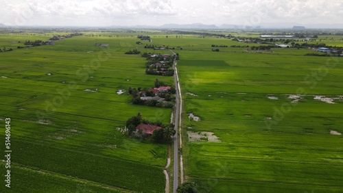The Paddy Rice Fields of Kedah and Perlis  Malaysia