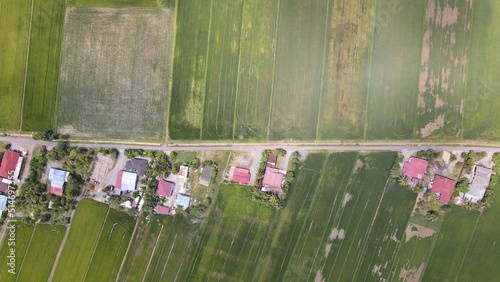 The Paddy Rice Fields of Kedah and Perlis  Malaysia