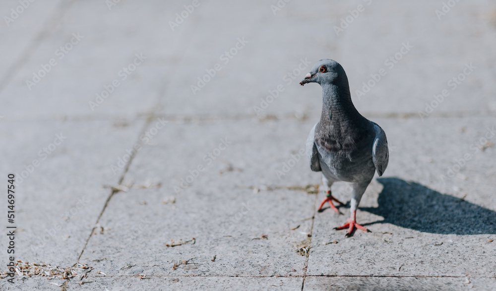 Obraz premium pigeon on a stone