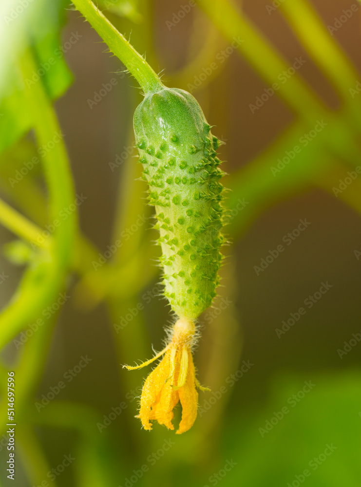 small young natural green cucumber grows on a branch in an eco-friendly farm close-up without people small young natural green cucumber grows on a branch in an eco-friendly farm close-up without people
