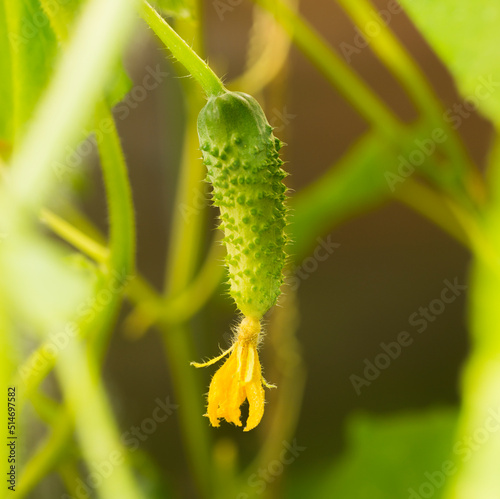 small young natural green cucumber grows on a branch in an eco-friendly farm close-up without people