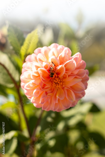 Bee collecting nectar from an orange dahlia flower on a summer afternoon