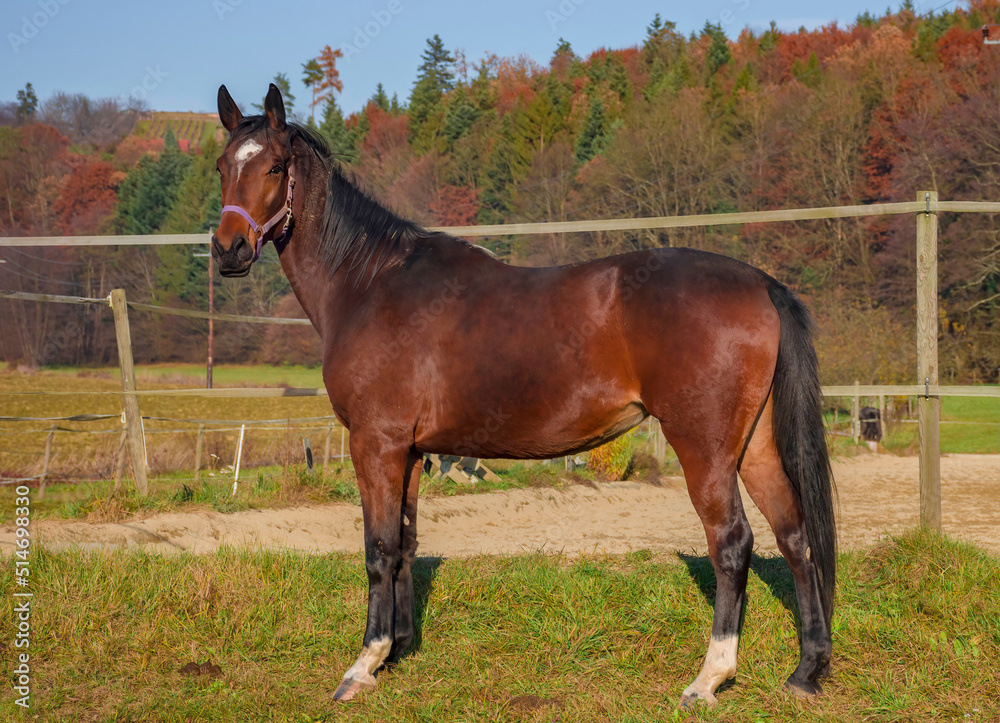 Obraz premium Beautiful horse grazing in a farm in countryside