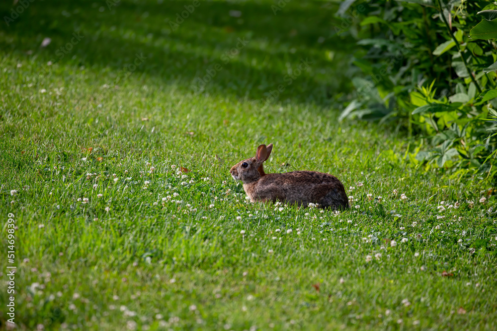 Fototapeta premium The eastern cottontail (Sylvilagus floridanus). Wild Rabit on the meadow in Wisconsin