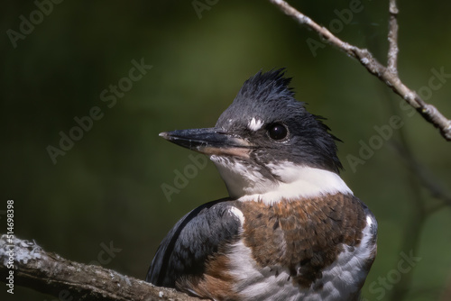 Belted Kingfisher (Megaceryle alcyon) in Wisconsin state park.  Belted kingfisher is the official mascot of UIUC in Illinois. photo