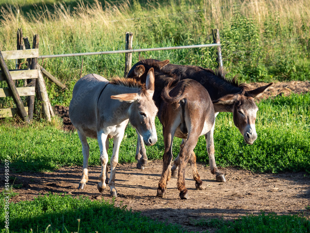 Naklejka premium Junge Esel auf der Koppel