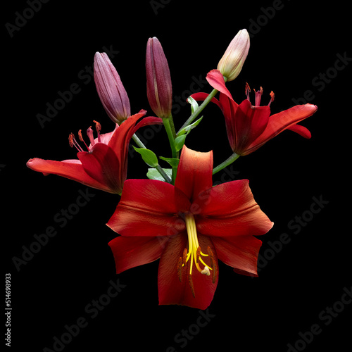 Beautiful red lily flowers in the summer garden. Lily Lilium hybrids flower.