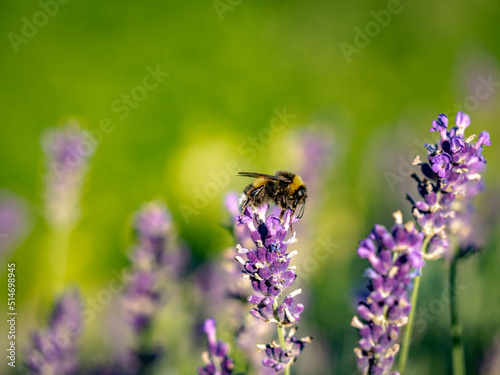 Hummel und Lavendelblüten © focus finder