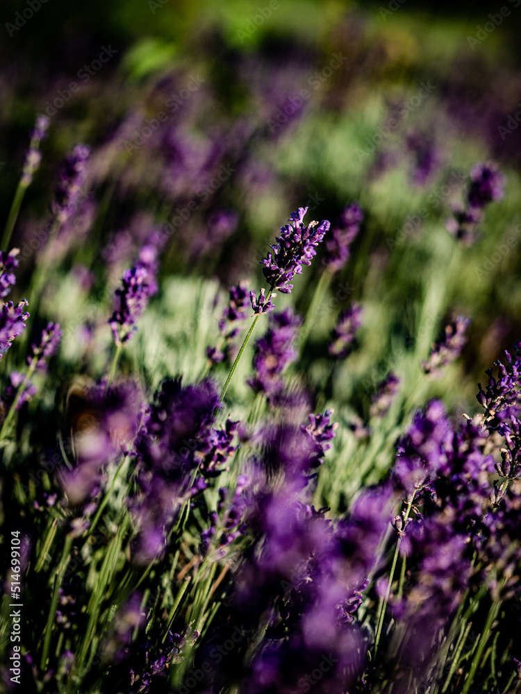 Fototapeta premium Hummel und Lavendelblüten