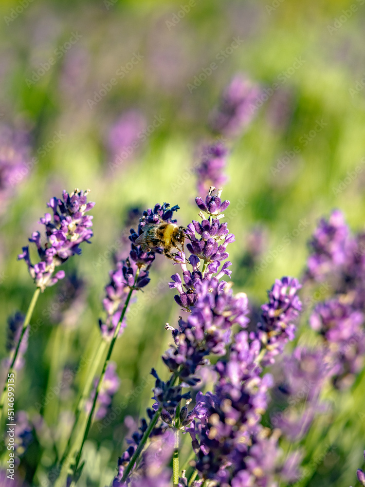 Naklejka premium Hummel und Lavendelblüten