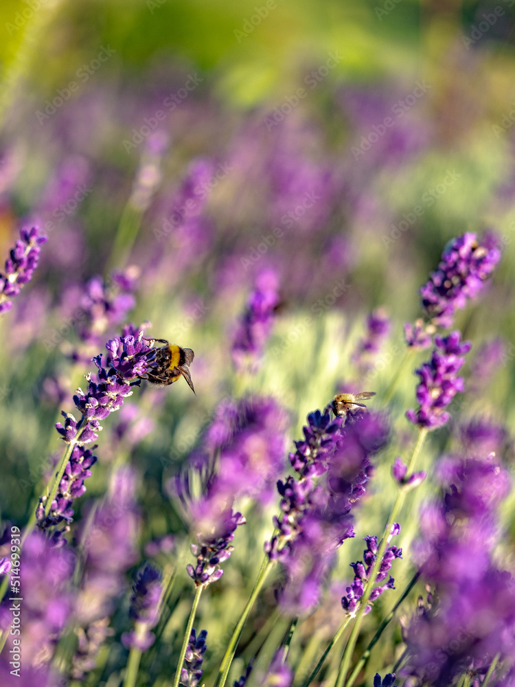 Obraz premium Hummel und Lavendelblüten