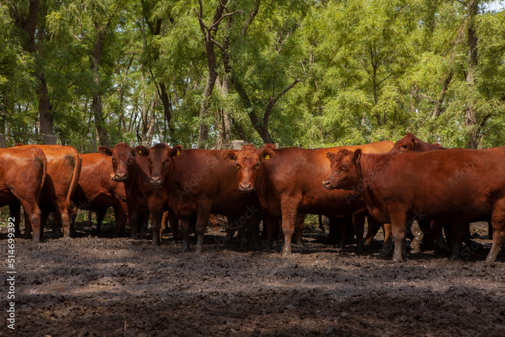 Obraz premium vacas marrones en el campo 