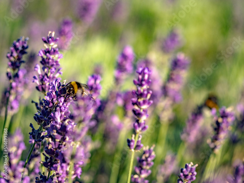 Hummel und Lavendelblüten