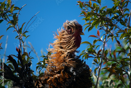 Wallpaper Mural hermosa gallina rizada en el campo abierto y en la naturaleza Torontodigital.ca