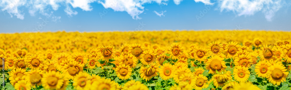 Fototapeta premium Flowering sunflowers in the agricultural field. Panoramic view of the plants.