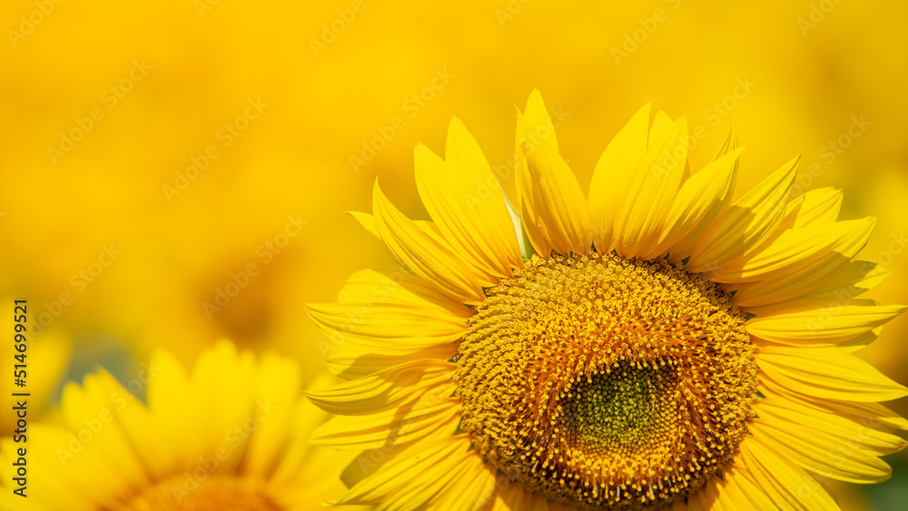 The sunflowers bloomed in the summer sun. Soft-focus yellow background The sunflowers bloomed in the summer sun. Soft-focus yellow background