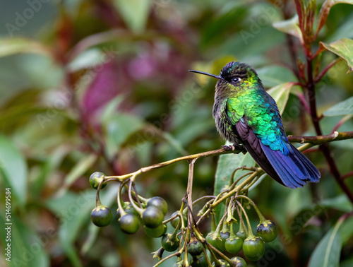 Fiery Thorated Hummingbird perched on a branch photo