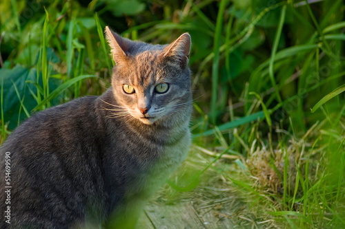 Wallpaper Mural tabby cat hiding in the grass during golden hour Torontodigital.ca